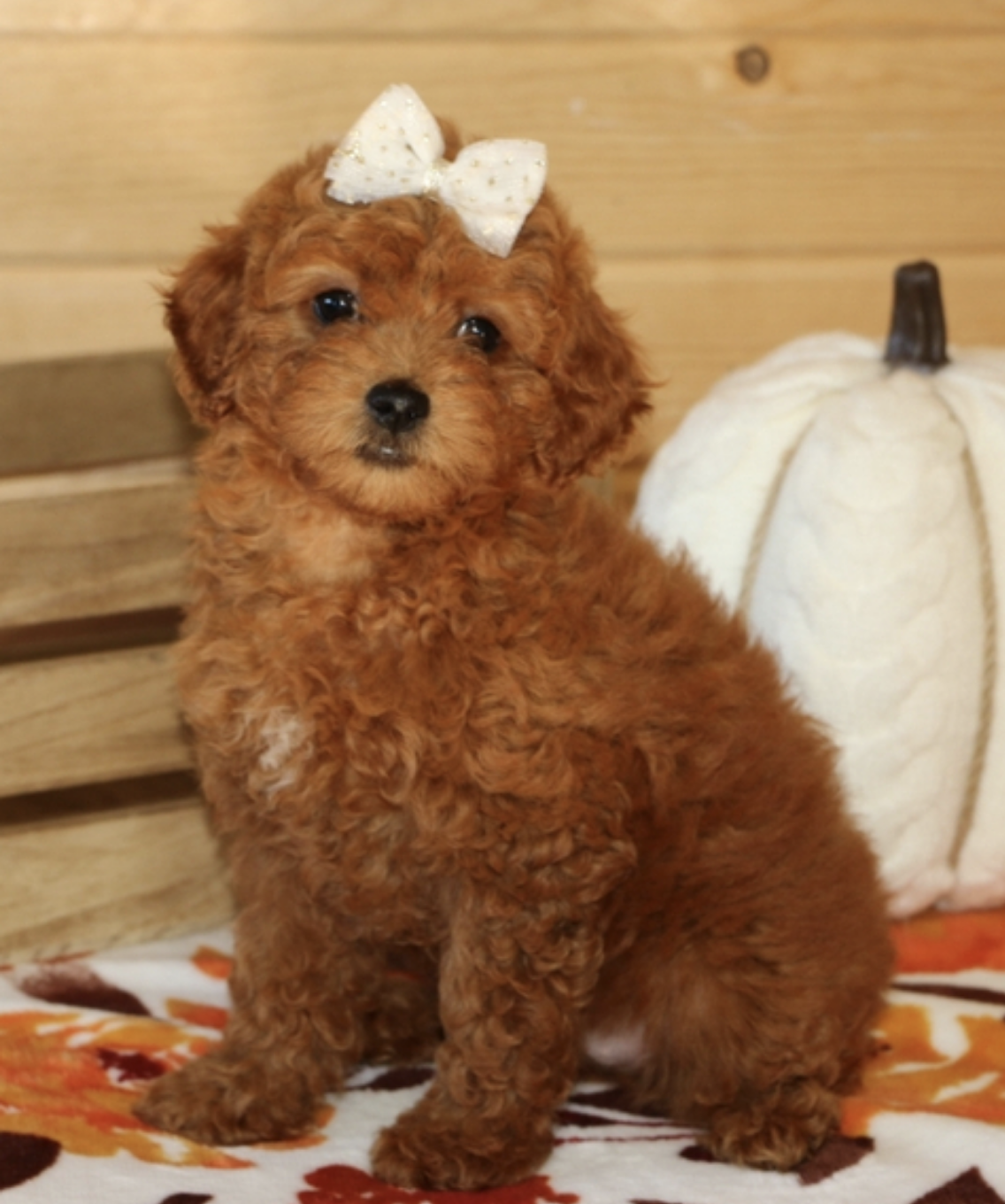 comprar cachorros sanos, baratos y asequibles para la venta